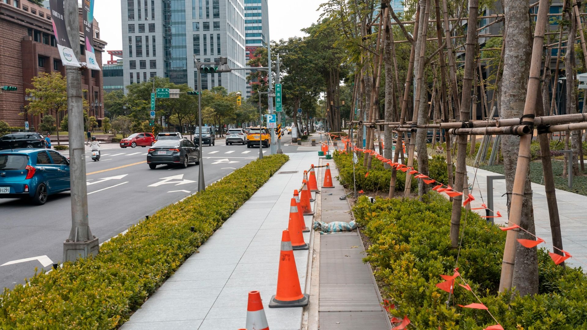 Urban street with traffic, orange cones, and newly planted trees along sidewalk